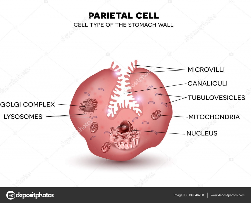 Cellule parietali della parete dello stomaco bel disegno colorato su sfondo bianco — Vettoriali di megija