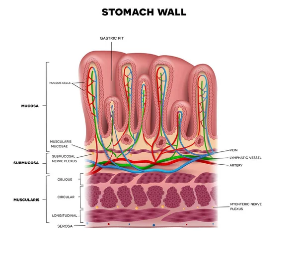 Ściana żołądka warstwy szczegółowe anatomii, piękny kolorowy rysunek — Wektor stockowy