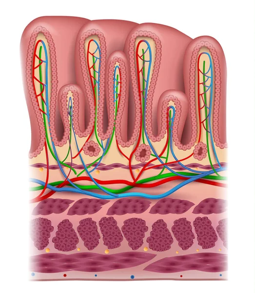 Camadas de parede de estômago anatomia detalhada, belo desenho colorido — Vetor de Stock