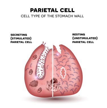 Parietal cell of stomach wall,  located in the gastric glands se clipart