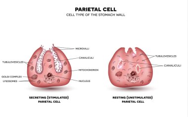 Parietal cell of stomach wall, located in the gastric glands sec clipart