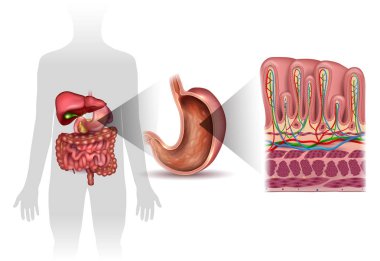 Mide duvar katmanları detaylı anatomisi