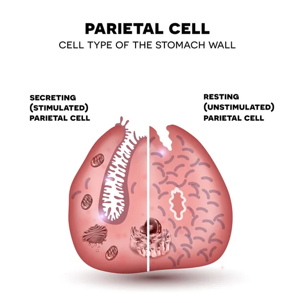 Parietal cell secreting hydrochloric acid and intrinsic factor — Stock