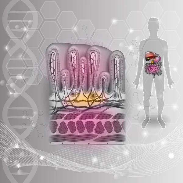 Camadas de parede de estômago anatomia detalhada, belo desenho colorido — Vetor de Stock