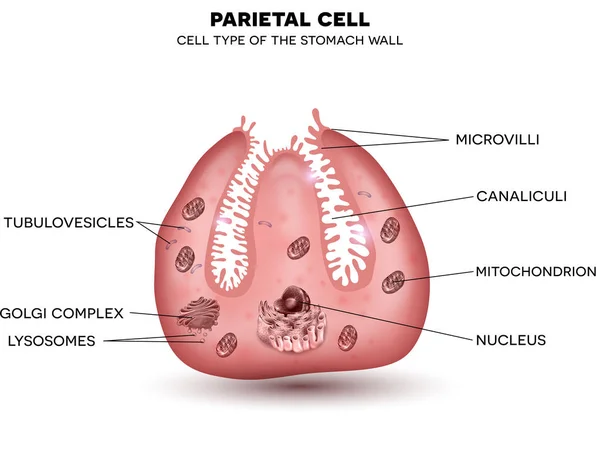 Célula parietal de la pared del estómago, localizada en las glándulas gástricas se — Vector de stock