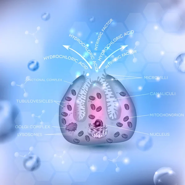 Parietal cell secreting  hydrochloric acid (HCl) and intrinsic f — Stock Vector