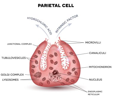 Parietal cell secreting hydrochloric acid and intrinsic factor clipart