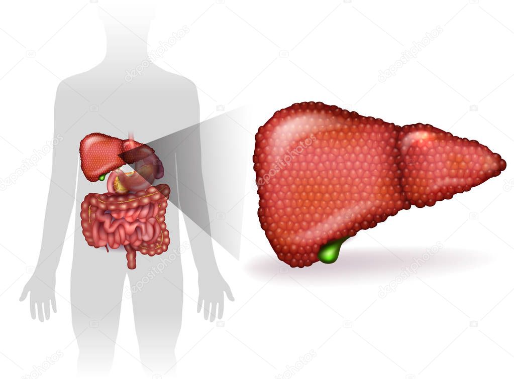 Liver disease, variety of illnesses can affect the liver