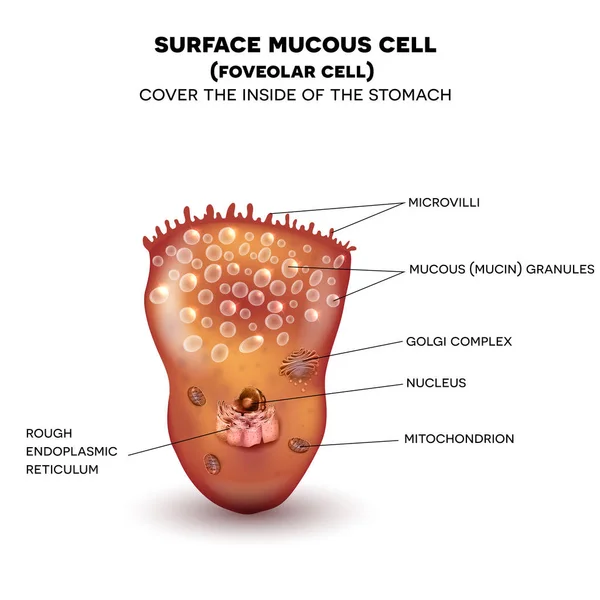 Foveolar 셀 또는 위장 벽의 표면 점액 세포 — 스톡 벡터