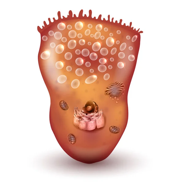 Cellule fovéolaire ou cellule muqueuse superficielle de la paroi de l'estomac — Image vectorielle