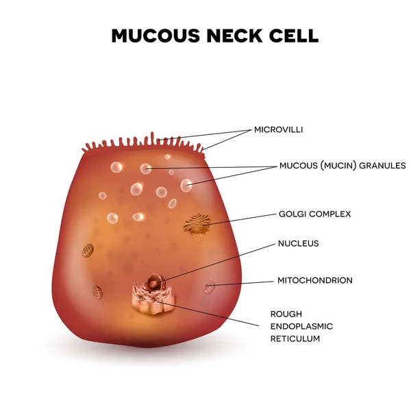 Mucous neck cell — Stock Vector