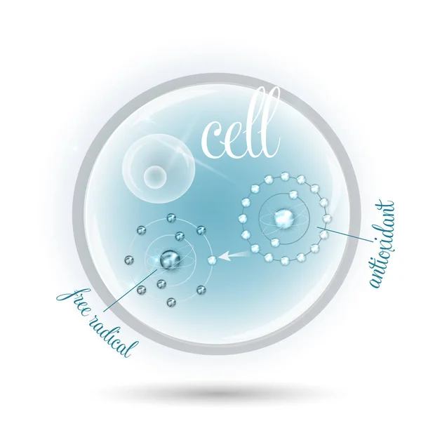 Κυττάρων και πώς αντιοξειδωτικό λειτουργεί ενάντια στις ελεύθερες ρίζες — Διανυσματικό Αρχείο