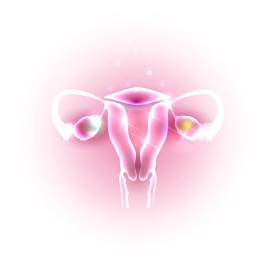 Female uterus and ovaries clipart