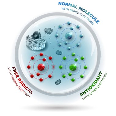 Human cell and free radical, andtioxidant and normal molecules clipart