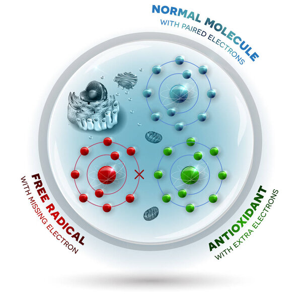 Human cell and free radical, andtioxidant and normal molecules