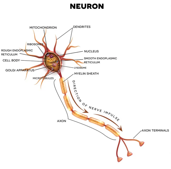 Neuron, nervcell anatomi — Stock vektor