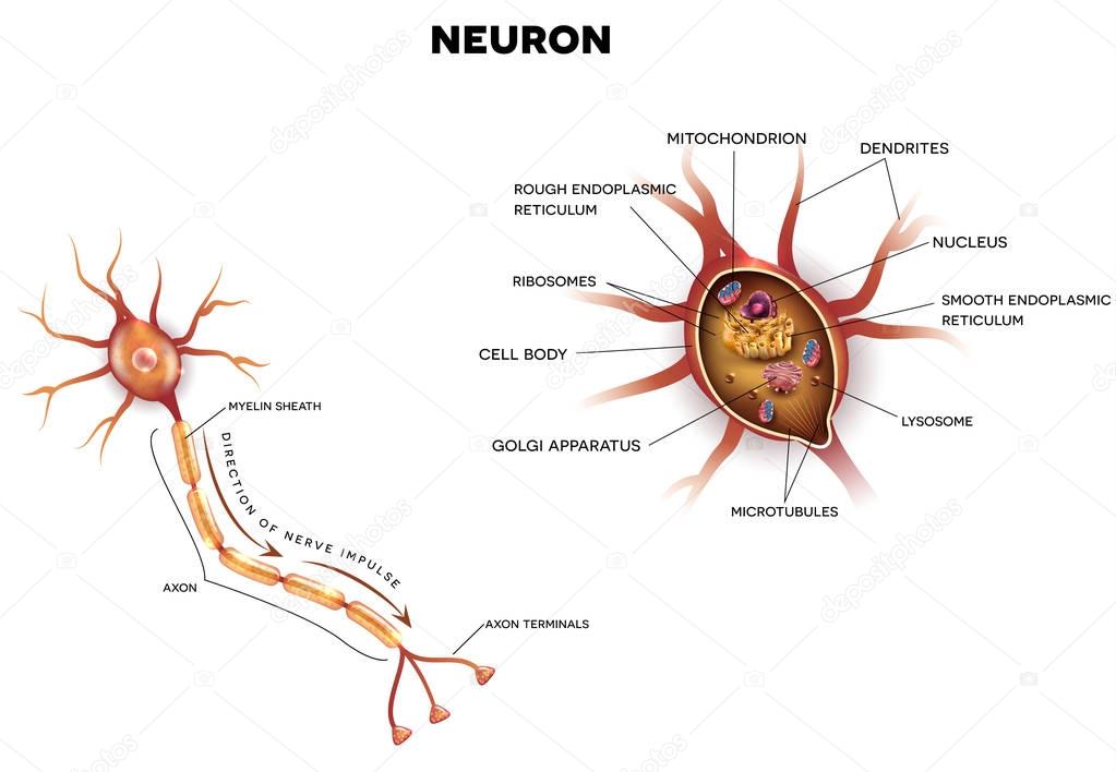 Neuron, nerve cell close up anatomy