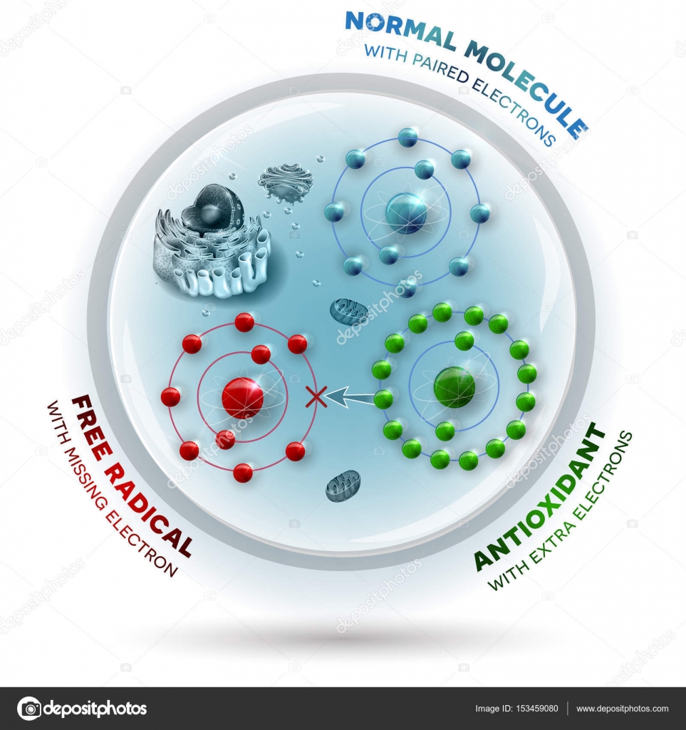 How antioxidant works against free radicals — Stock Vector © megija