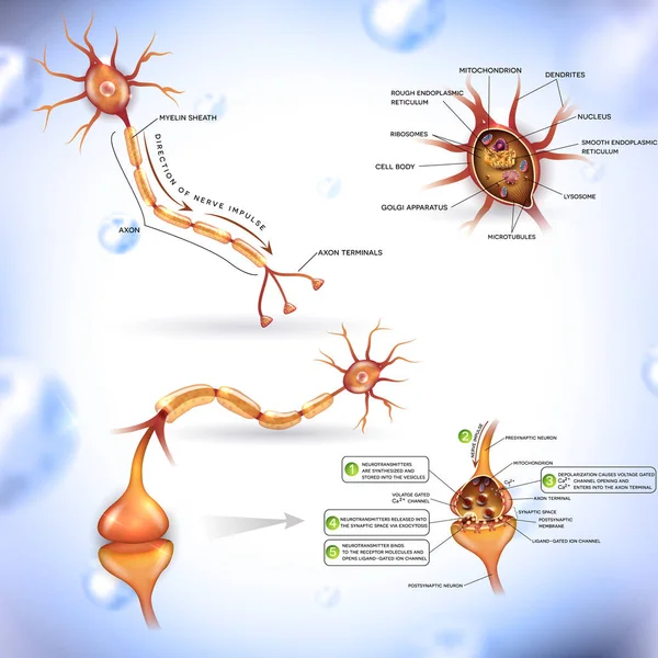 Részletes neuron illusztráció — Stock Vector