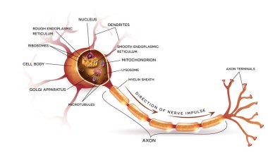 Neuron, nerve cell anatomy clipart