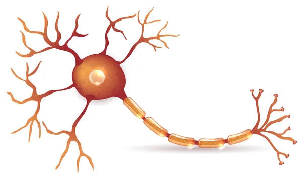 Nöron, sinir hücresi anatomisi — Stok Vektör