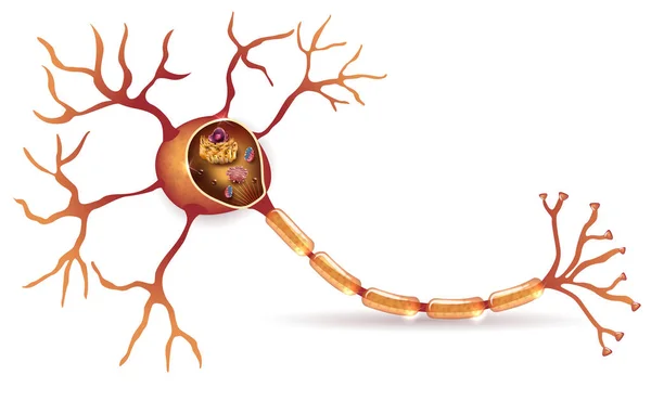 Neurón y orgánulos — Archivo Imágenes Vectoriales