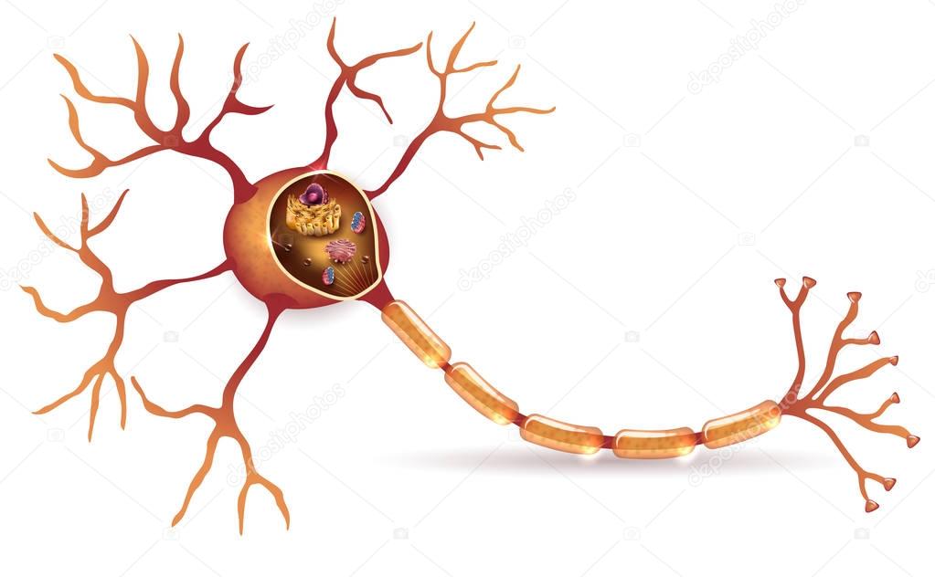 Neuron and organelles