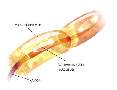 Neuron myelin sheath  clipart