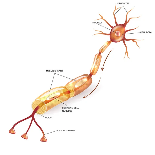 Neuron com bainha de mielina — Vetor de Stock