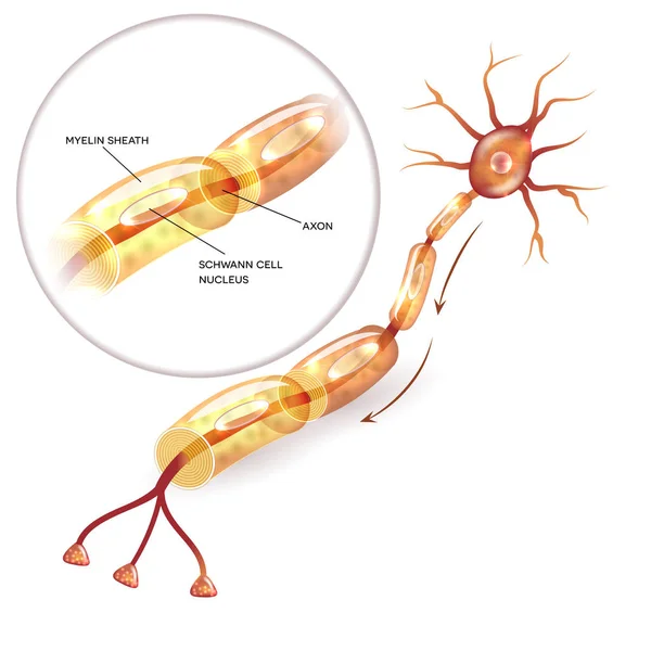 Neuron myelineschede — Stockvector