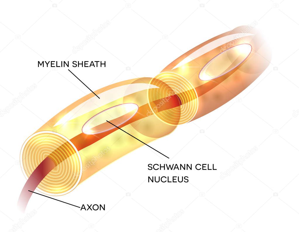 Neuron myelin sheath 