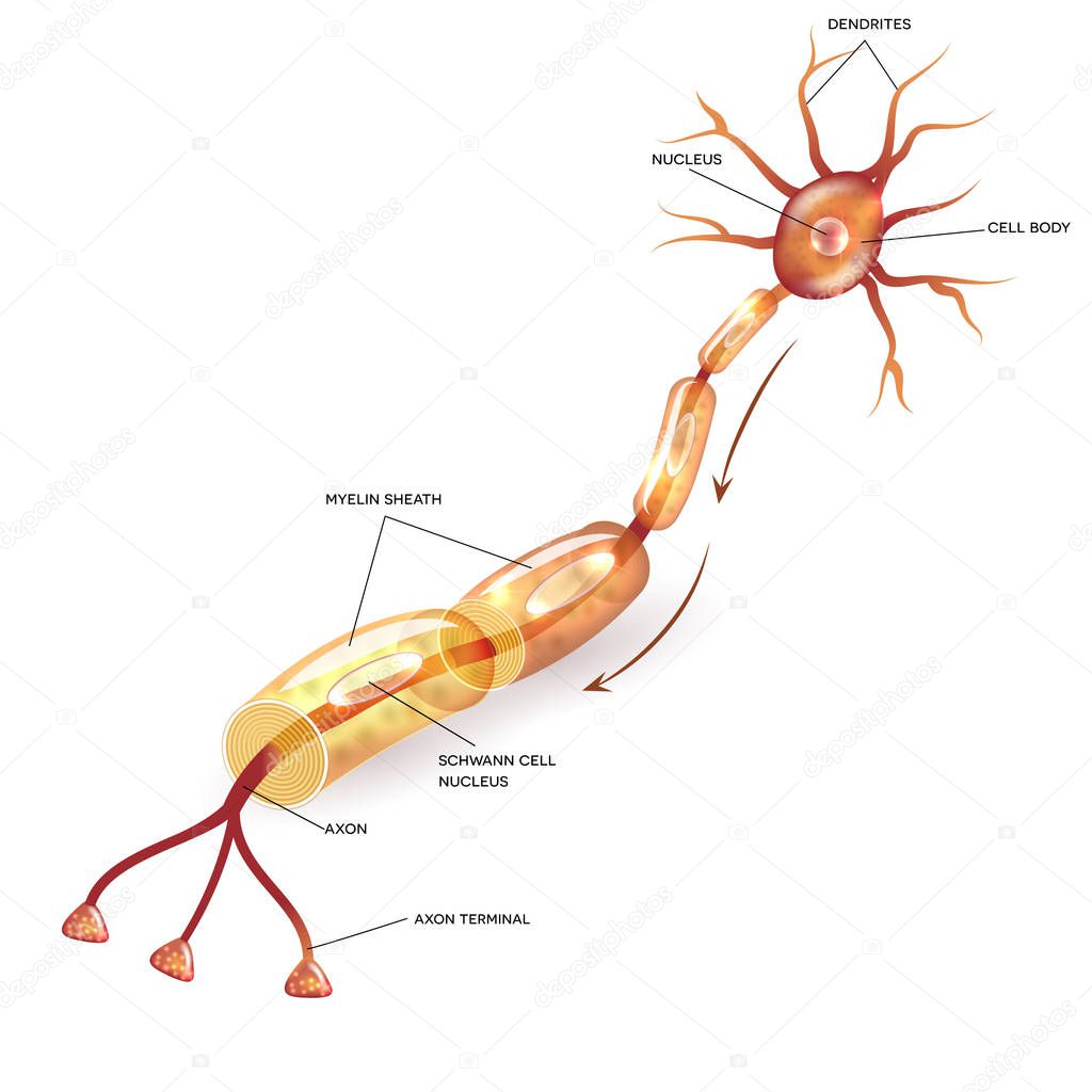 Neuron with myelin sheath 