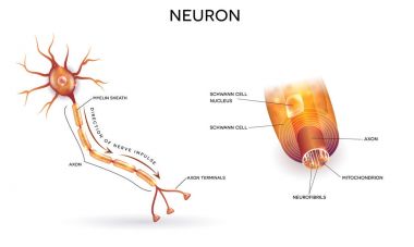 Neuron and myelin sheath clipart