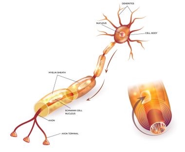 Myelination sinir hücresi