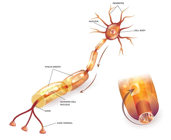 Myelination of nerve cell — Stock Vector