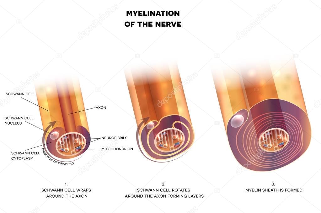 Myelination of nerve cell