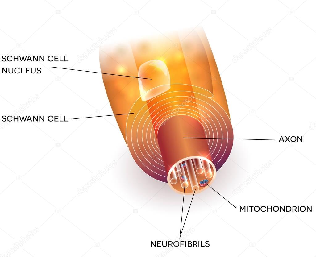 Axon and myelin sheath