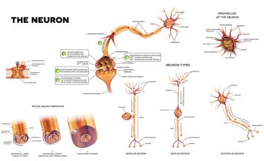 The neuron anatomy poster clipart