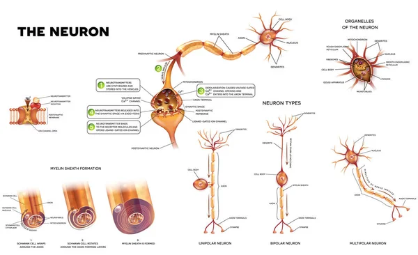 De neuron anatomie poster — Stockvector