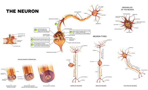 The neuron anatomy poster