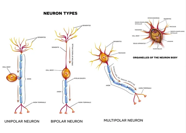 Tipos de células nerviosas y orgánulos — Archivo Imágenes Vectoriales