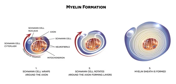 Funda de mielina de la neurona — Vector de stock