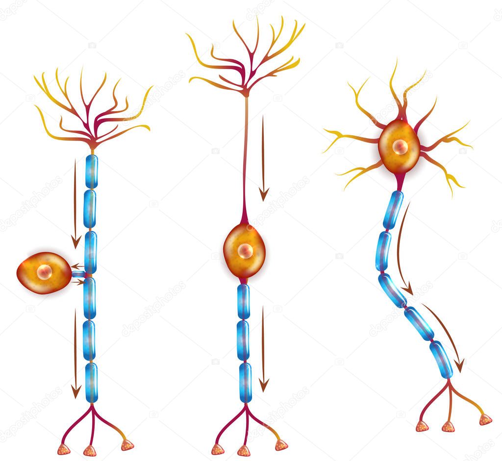 Nerve cell anatomy 