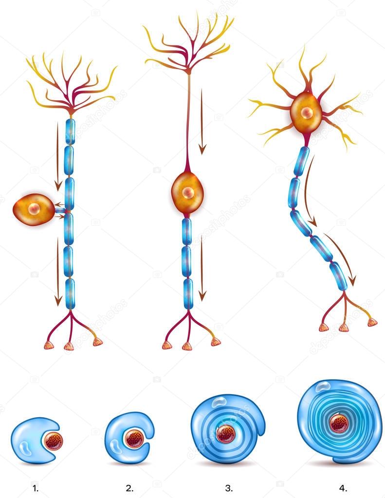 Nerve cell types and myelin sheath
