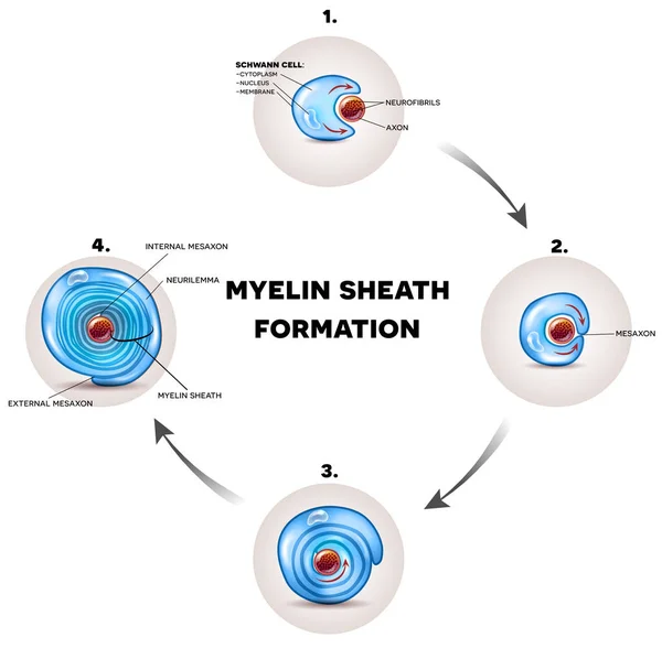 Myelin sheath formation — Stock Vector