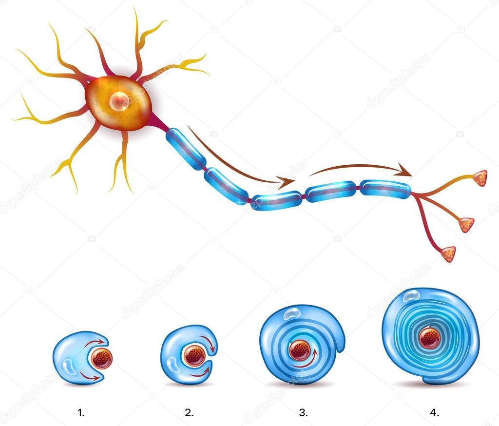 Neuron anatomy and myelin 