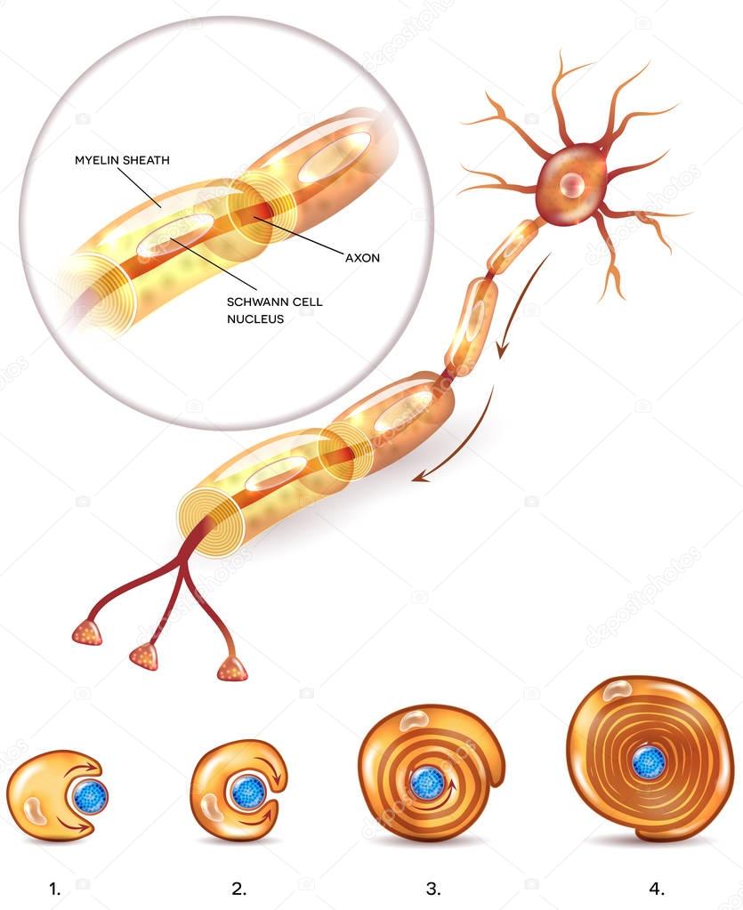 Neuron myelin sheath 