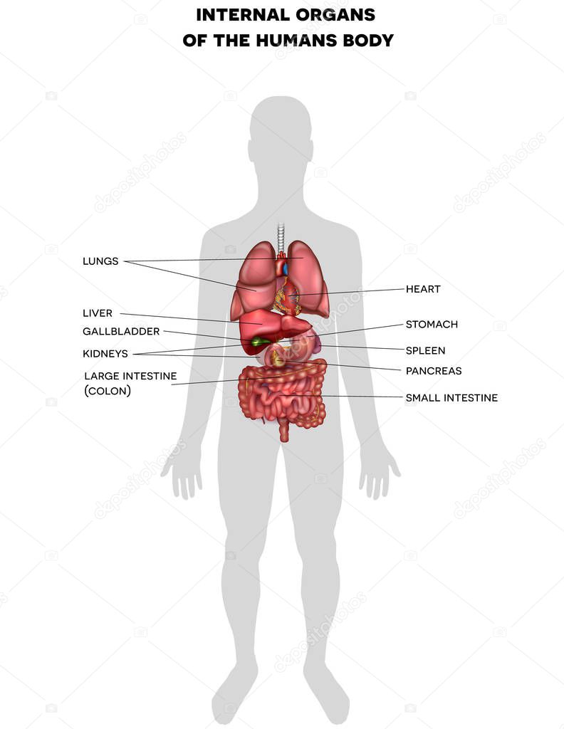 Human internal organs anatomy