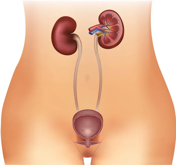 Ilustración de vejiga urinaria y riñones — Vector de stock