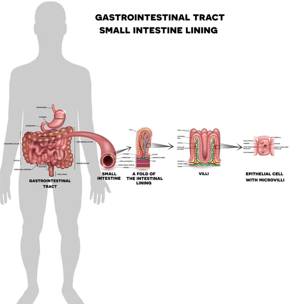 Fodera dell'intestino tenue — Vettoriale Stock